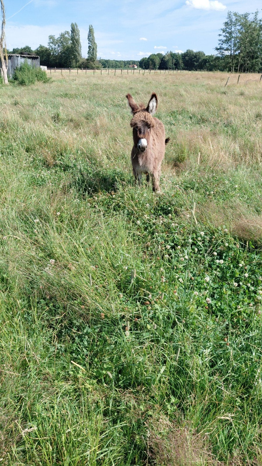 Prachtig ezeltje te reserveren, Dieren en Toebehoren, Overige Dieren, Mei, Mannelijk