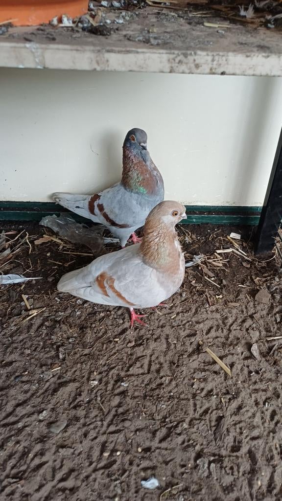 Kweekkoppel Figurita Valencia., Dieren en Toebehoren