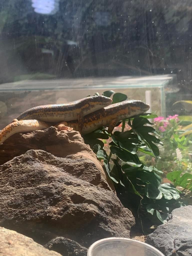 Koppel berberskink, Hagedis, 3 tot 6 jaar