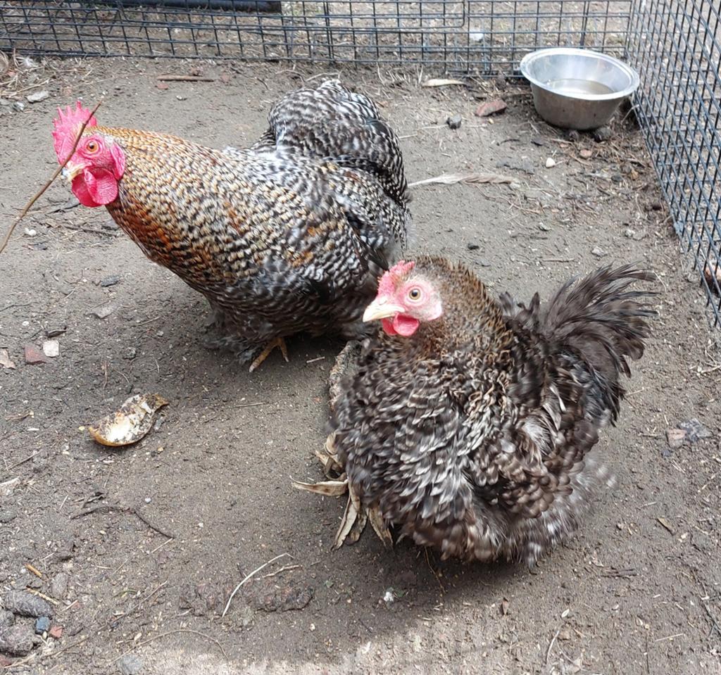 Cochin kriel glad x krul patrijskoekoek