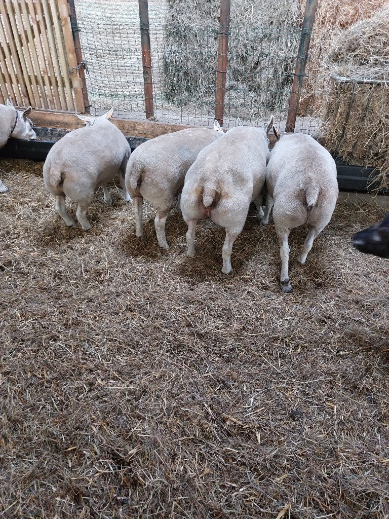 10 TEXEL STAMBOEK SCHAPEN  +1 RAM, Meerdere dieren, Schaap, 0 tot 2 jaar