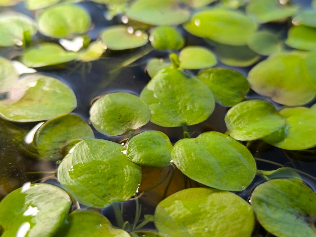 Drijfplantje | Aquarium | Moerings Limnobium spongia, Dieren en Toebehoren, Ophalen