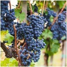 Blauwe druiven Bio., Ophalen