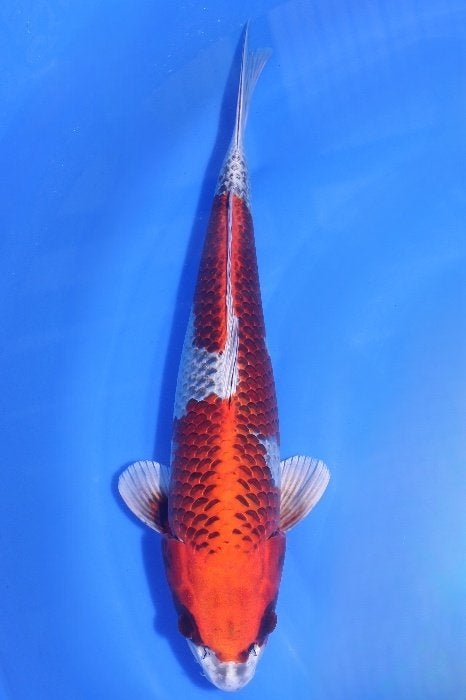Kujaku Omosako nisai 45 cm female, Dieren en Toebehoren, Karper of Koi