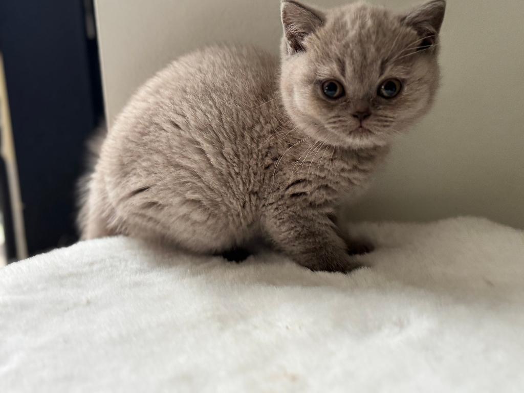 Britse korthaar, Dieren en Toebehoren, Katten en Kittens | Raskatten | Korthaar, Poes, Met stamboom, 0 tot 2 jaar
