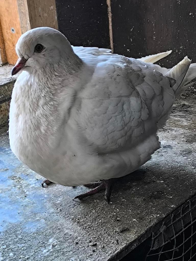 Pigeons modains et king