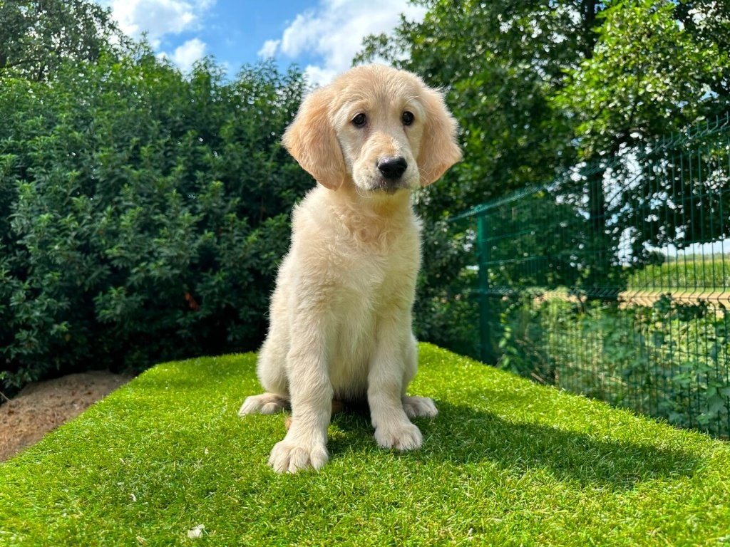 Golden Retriever pups, Dieren en Toebehoren, Golden retriever, België, 8 tot 15 weken, CDV (hondenziekte)