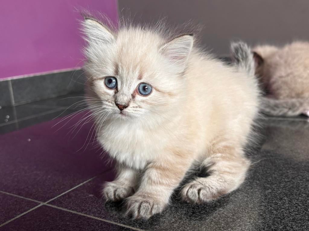 Ragdoll Kittens, Dieren en Toebehoren, Meerdere dieren, Met stamboom, 0 tot 2 jaar