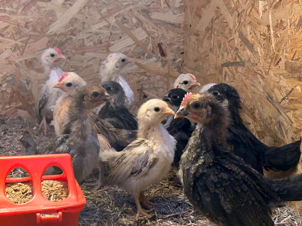 Serama kuikens, Dieren en Toebehoren, Pluimvee, Geslacht onbekend