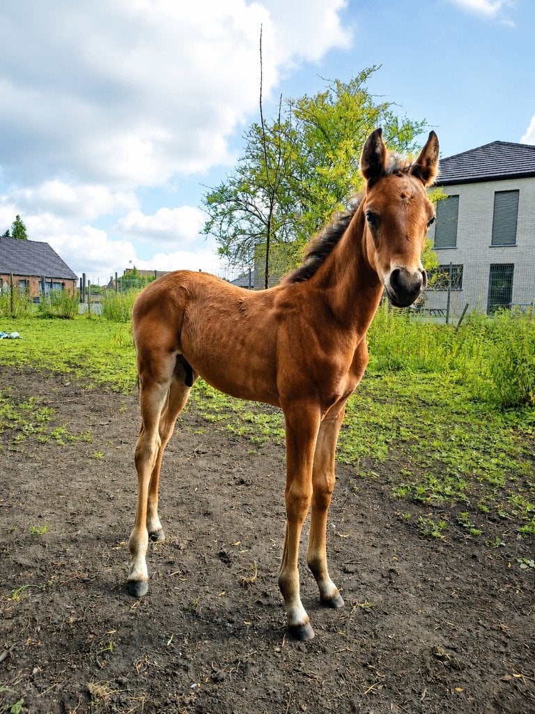 Poulain mâle, Moins de 160 cm, Avec pedigree, 0 à 2 ans, Cheval de saut