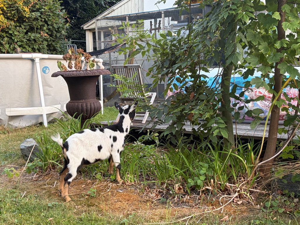Twee Mooi jong tam Mieke te koop, Dieren en Toebehoren, Schapen, Geiten en Varkens, Vrouwelijk, Geit, 0 tot 2 jaar