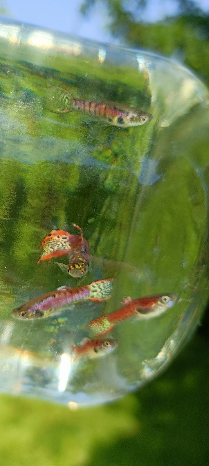 Tigre rose Endler guppy, Animaux & Accessoires, Poisson