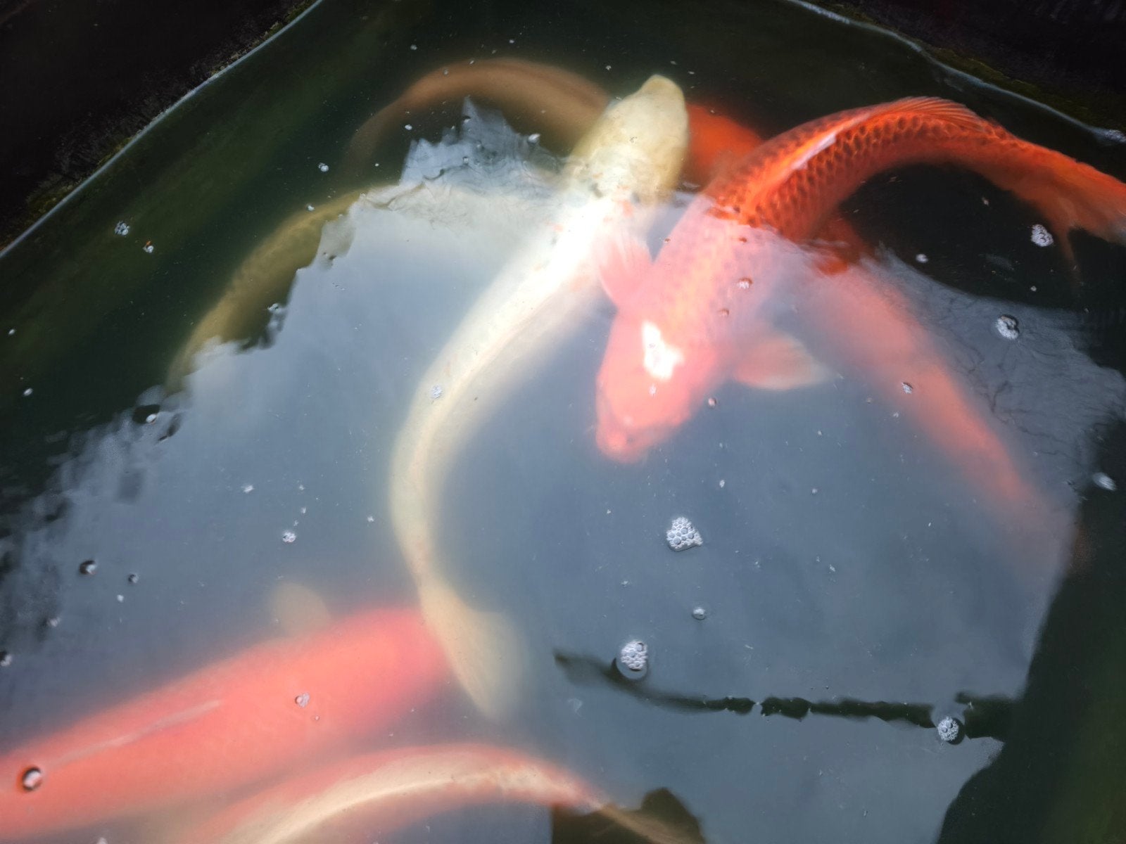 Koi's diverse maten, Karper of Koi