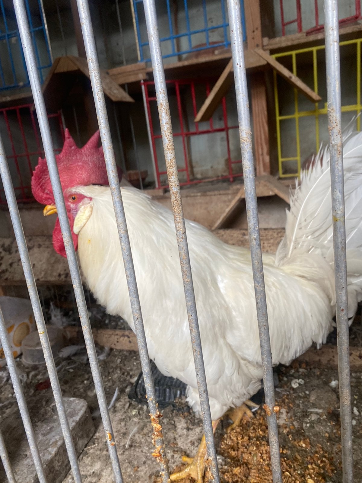 Grote witte leghorn haan, Dieren en Toebehoren, Mannelijk, Kip