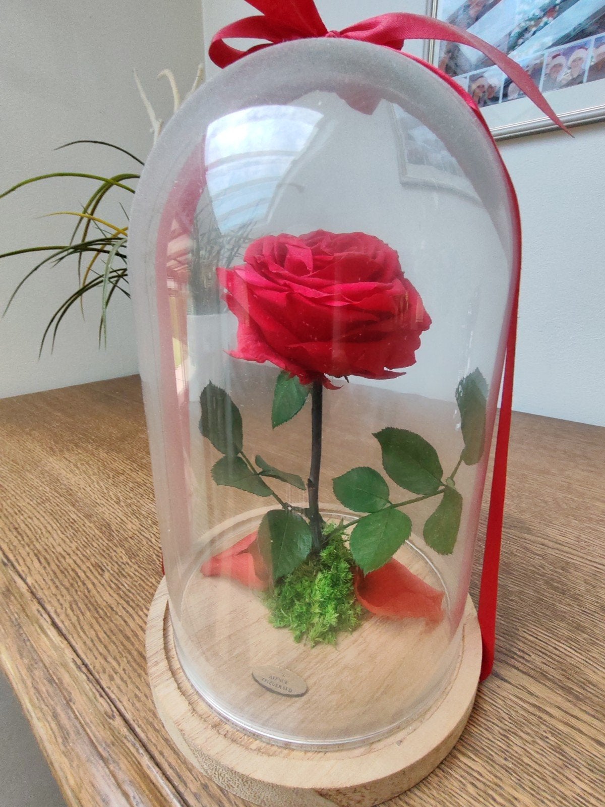 Rose sous globe