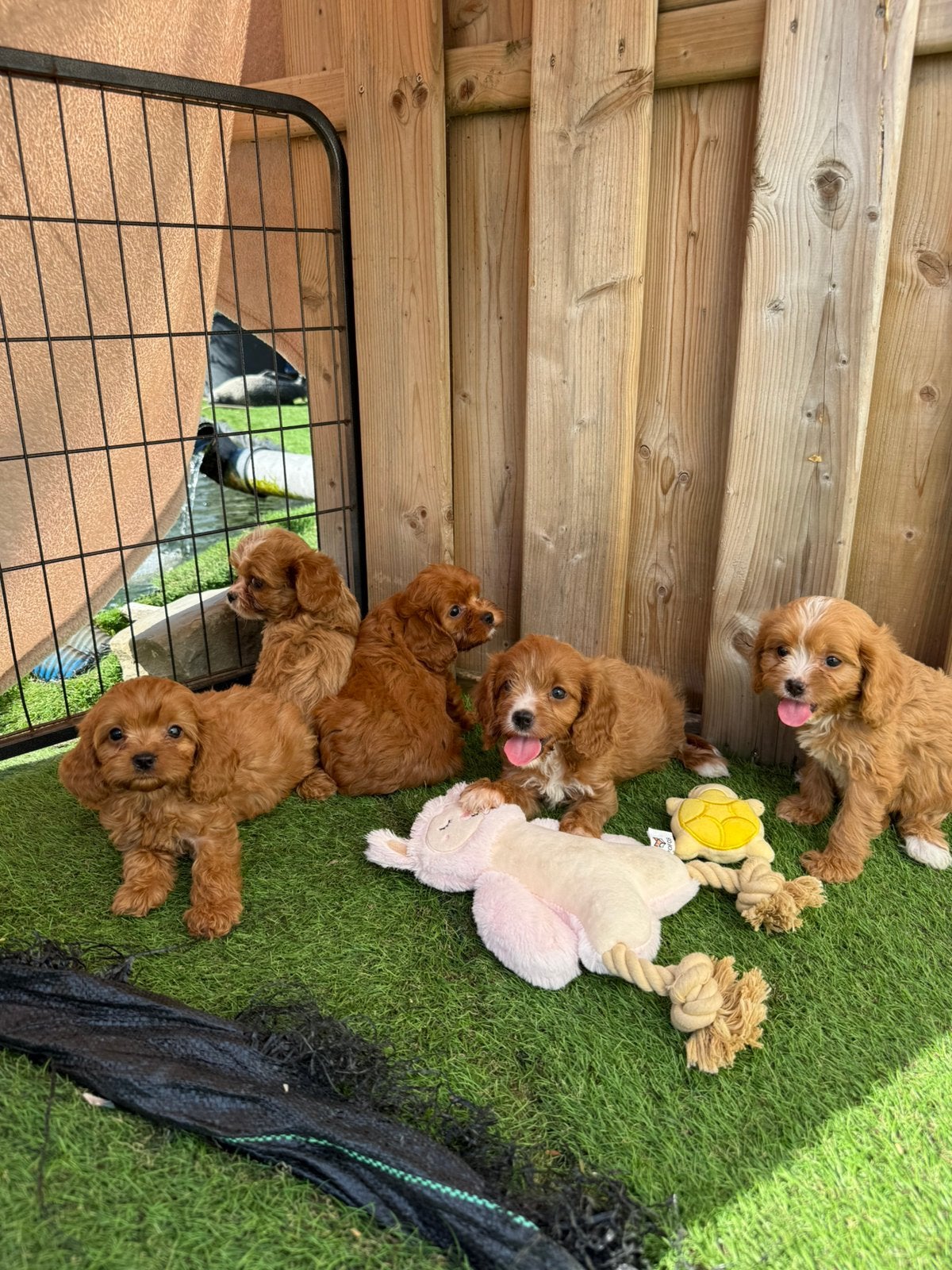 Prachtige cavapoo pups, Dieren en Toebehoren, Parvo, België, Overige rassen, 8 tot 15 weken