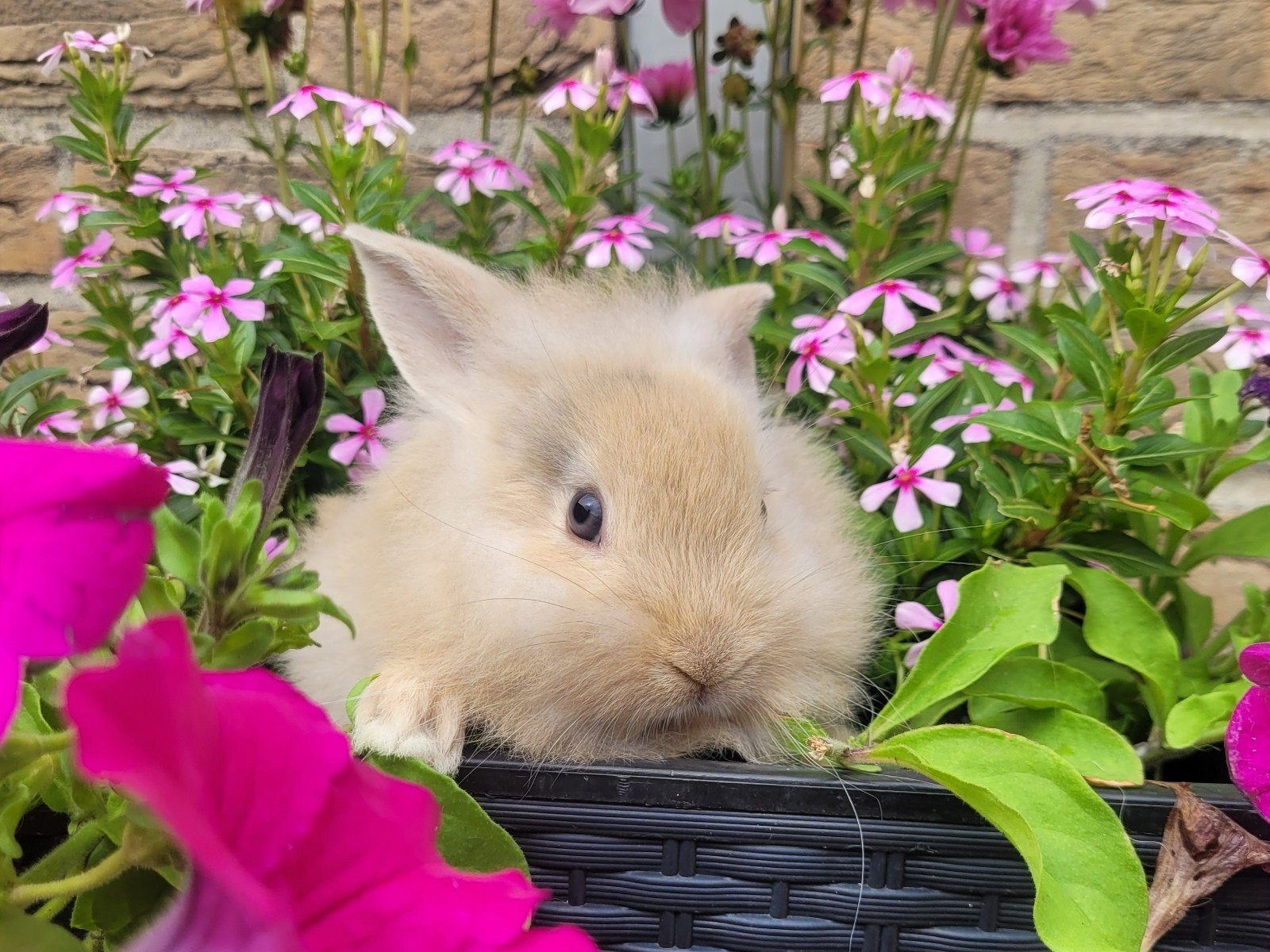 jonge leeuwenkop dwergkonijntjes, Animaux & Accessoires, Lapins