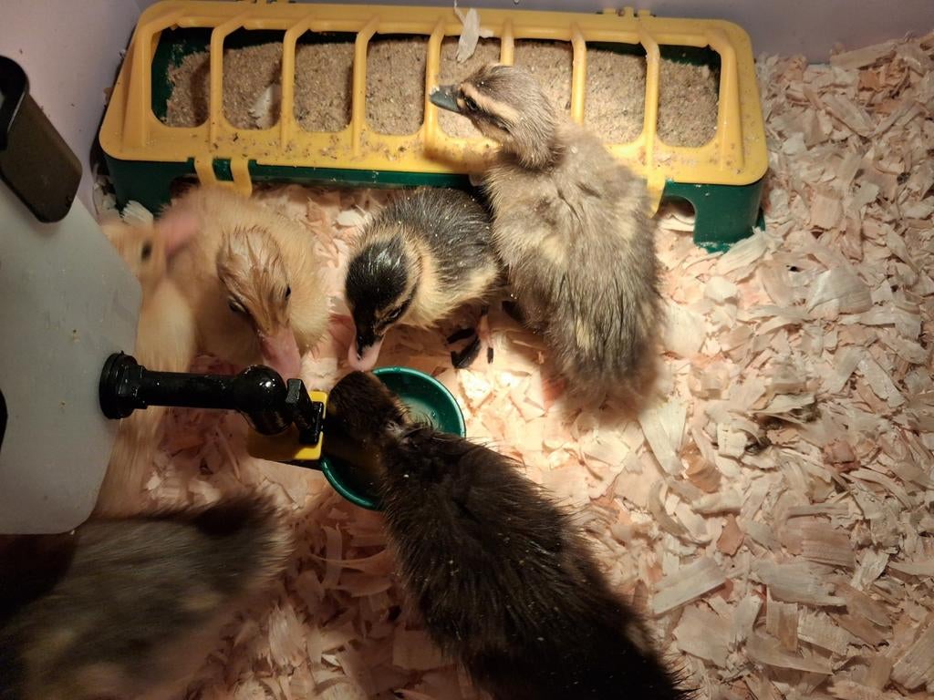 Loopeenden kuikens enkel hennetjes beschikbaar, Dieren en Toebehoren, Pluimvee, Vrouwelijk, Eend