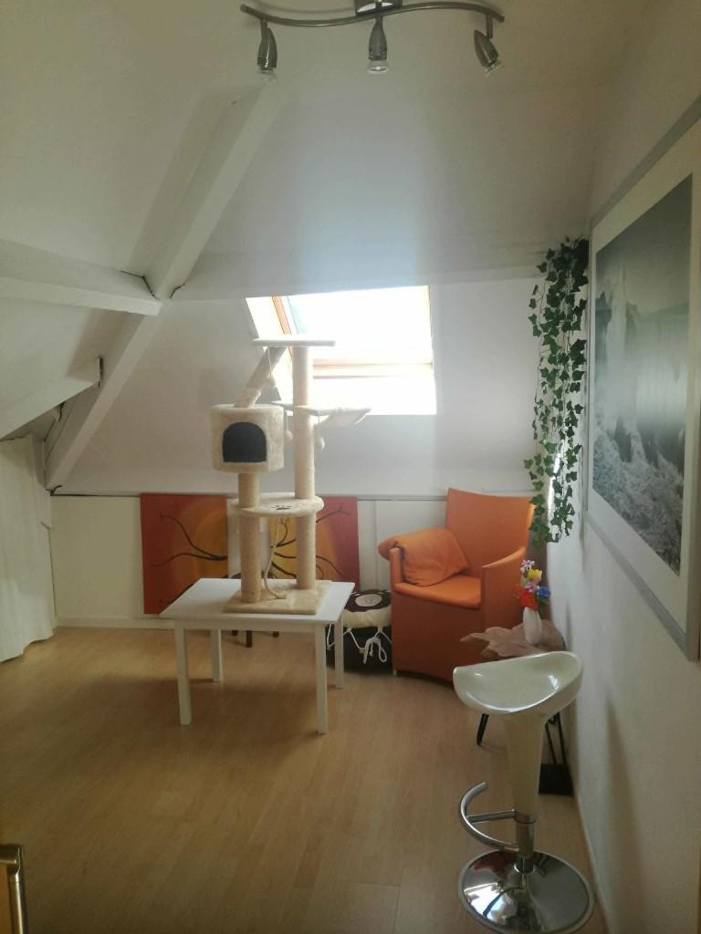 huiselijke kattenopvang oostkamp nabij Brugge 1 nacht GRATIS, Ophalen