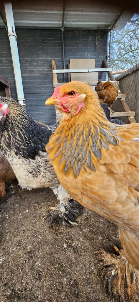 Broedeieren Brahma groothoenders Mix