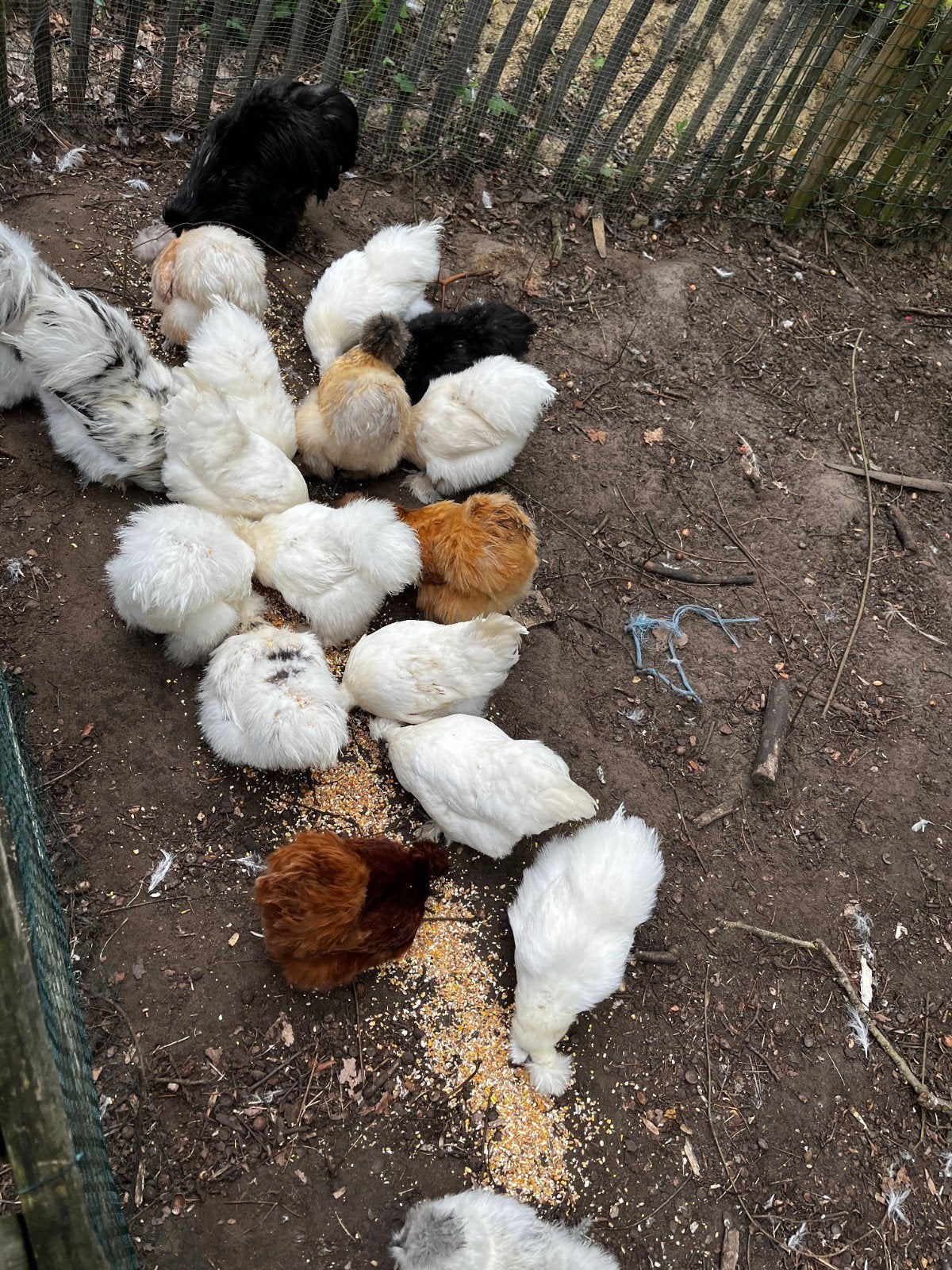 nog een 3 tal zijdehoen hennen en 2 hanen, Dieren en Toebehoren