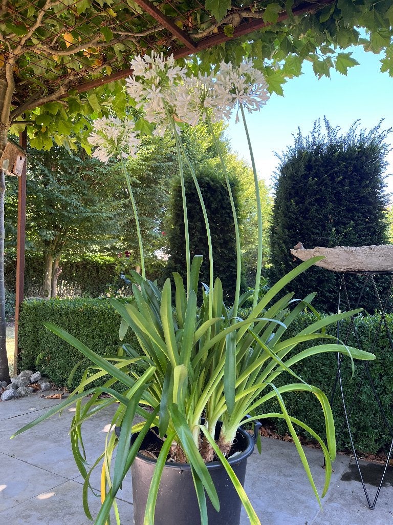 Plant Agapantus, Tuin en Terras, Volle zon, Vaste plant, Zomer, Ophalen