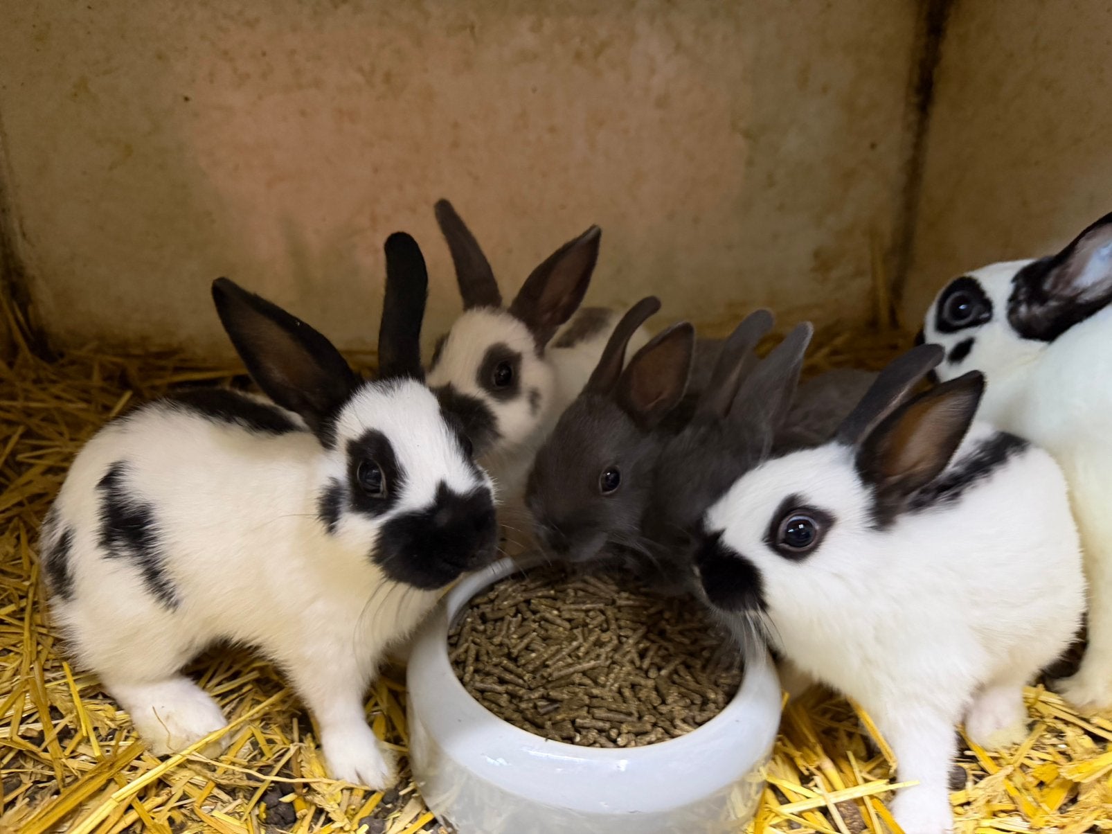 Dwergkonijntjes, Dieren en Toebehoren, Konijnen