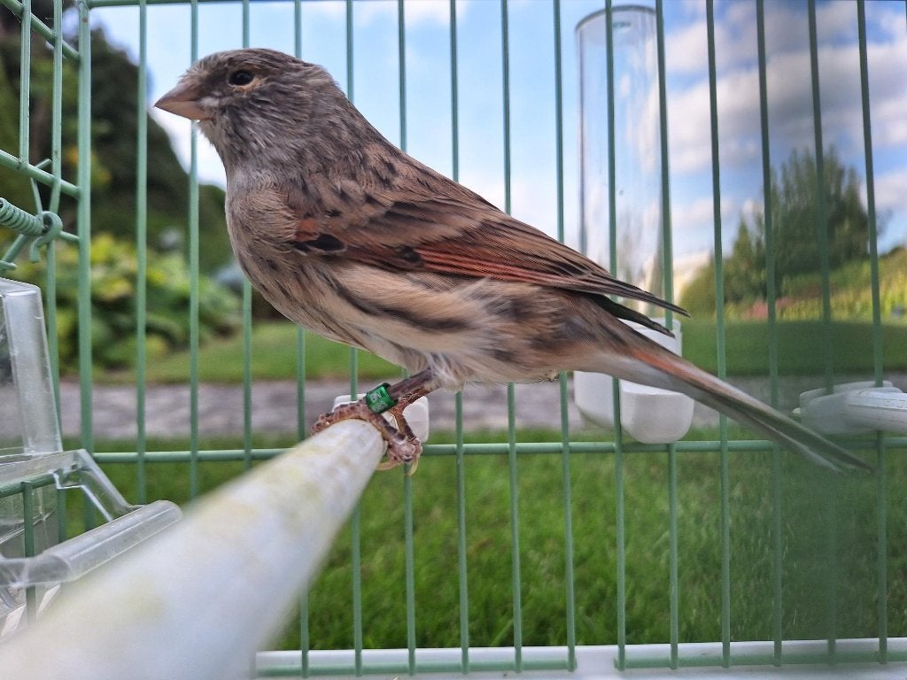 harlekijn kanarie pop, Dieren en Toebehoren, Kleurkanarie