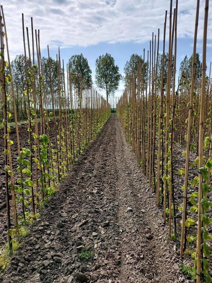 Leibomen & Dakbomen – Liquidambar, Linde en Plataan, Tuin en Terras, Ophalen of Verzenden