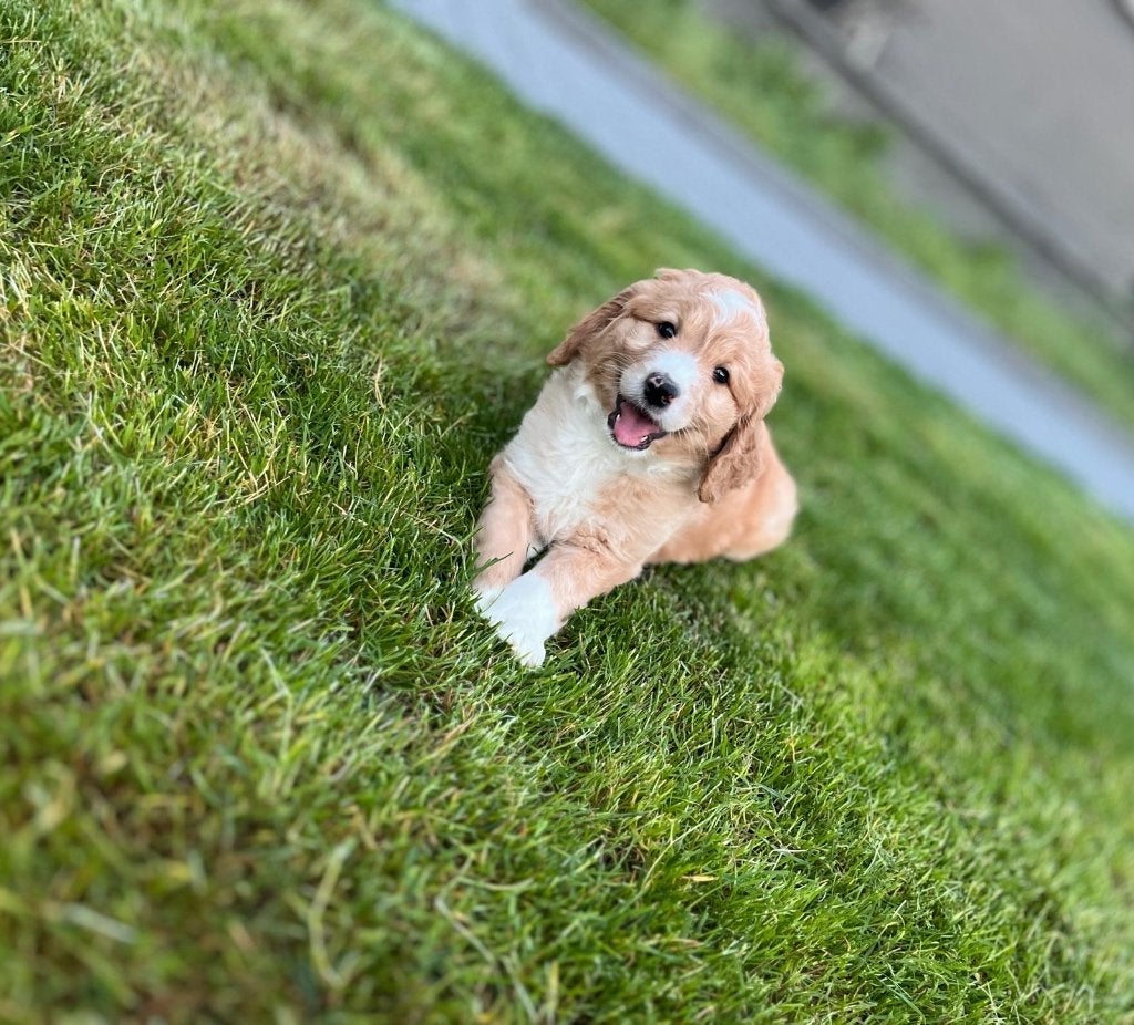 Beaux chiots Goldendoodle de taille moyenne F1, Animaux & Accessoires, Golden retriever, Plusieurs, Hépatite contagieuse (maladie de Rubarth)
