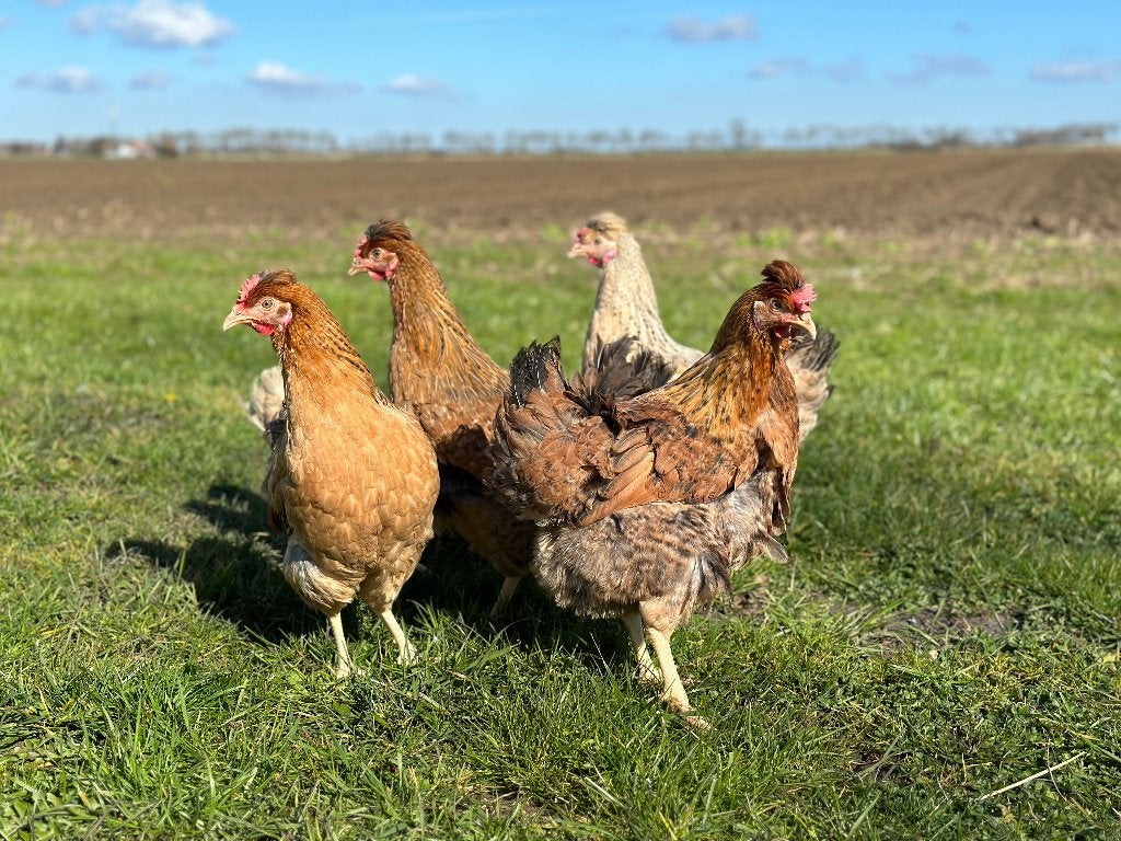 Jonge tamme Cream Legbar kippen gesekst en ingeënt, Dieren en Toebehoren, Vrouwelijk, Kip