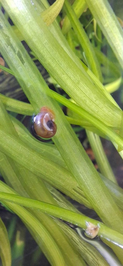 Escargots planorbes oranges à échanger, Escargot ou Mollusque, Poisson d'eau douce
