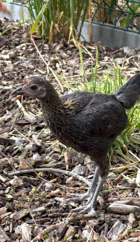 Moderne Engelse Vechthoen, Dieren en Toebehoren, Pluimvee, Meerdere dieren, Kip