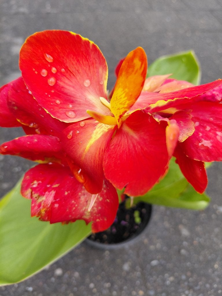 Canna opruim, Tuin en Terras, Ophalen