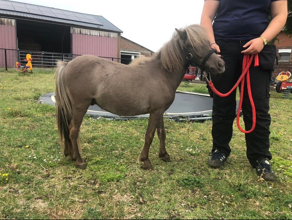 Te koop: mooie AMHA/ BMP mini-paard ruin, Dieren en Toebehoren, Paarden, Ruin