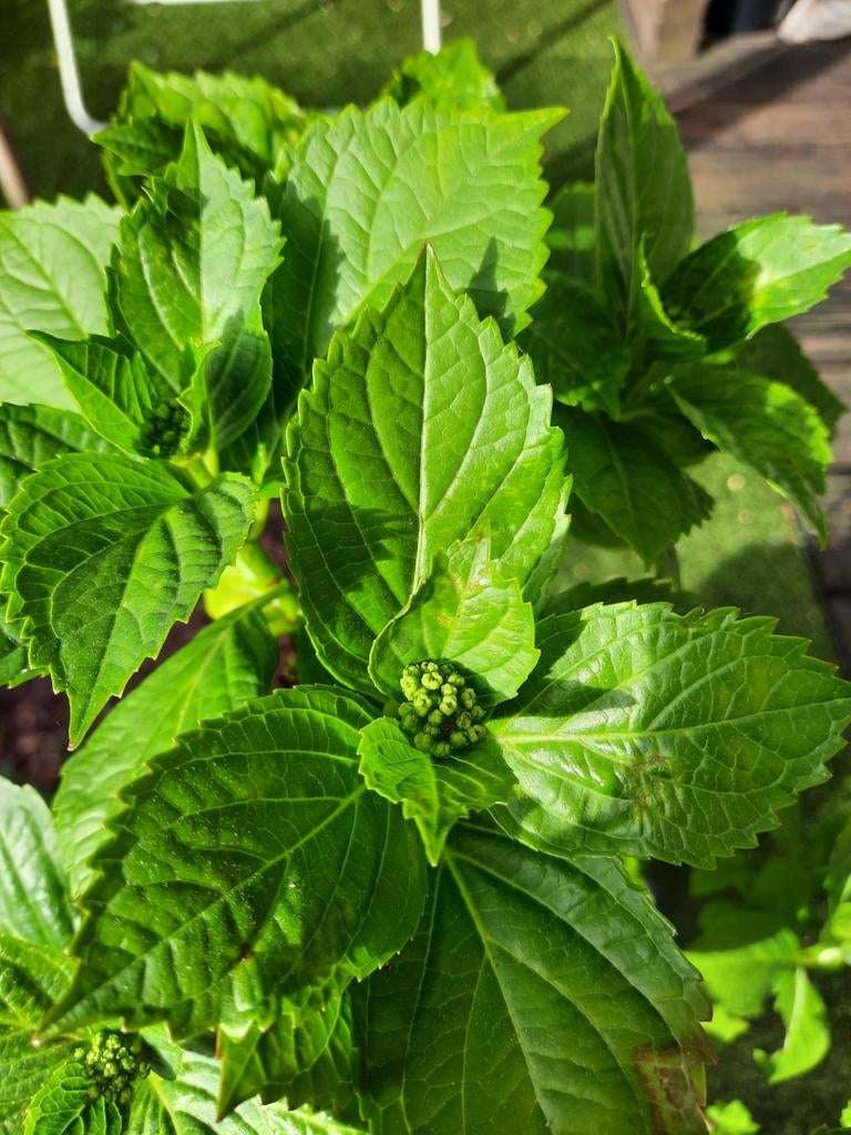 Hortensia in pot komen al bloempjes in kleur wit, Tuin en Terras, Ophalen