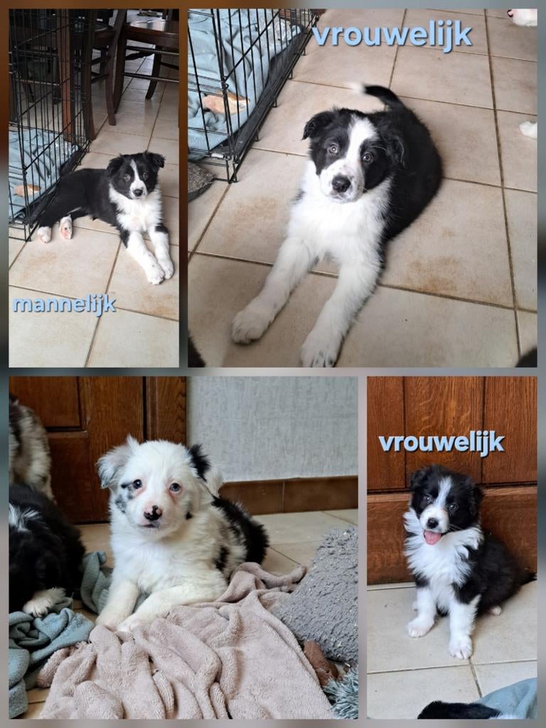 Lieve border collie pups op boerderij ouders aanwezig, Dieren en Toebehoren, Honden | Herdershonden en Veedrijvers, Meerdere dieren