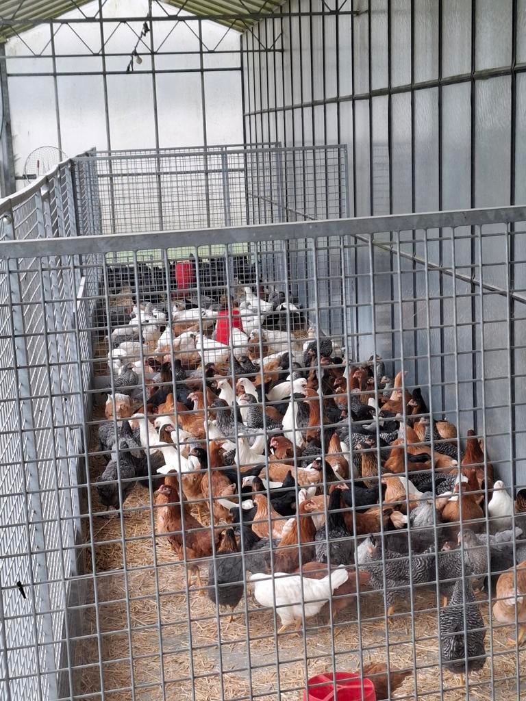 Legkippen kippen ruime keuze in alle kleuren, Plusieurs animaux, Poule ou poulet