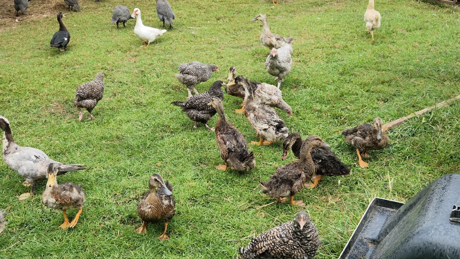 rouaan eenden, Dieren en Toebehoren, Meerdere dieren, Eend