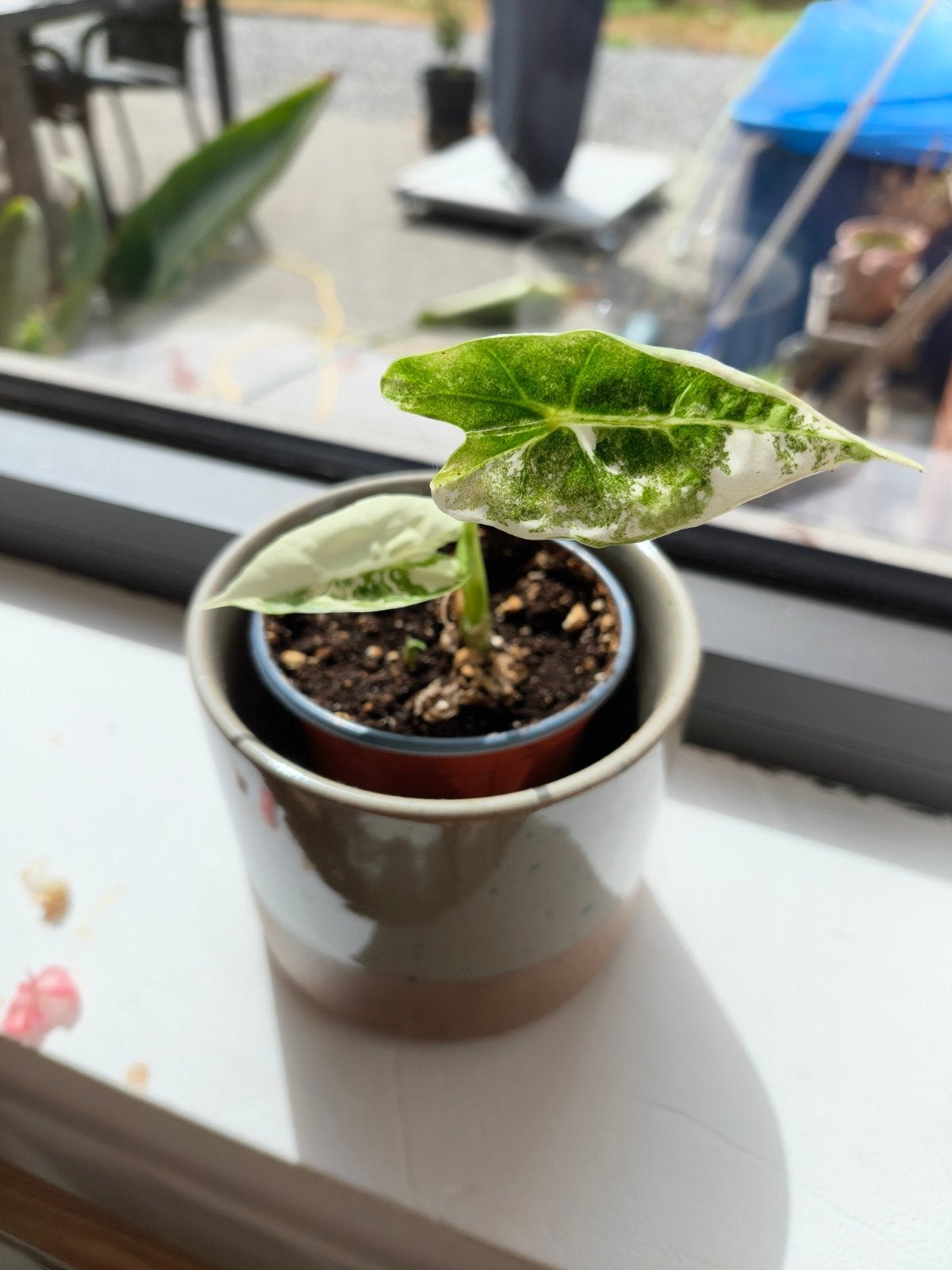 Alocasia frydek variegata met halfmoon blad, Ophalen