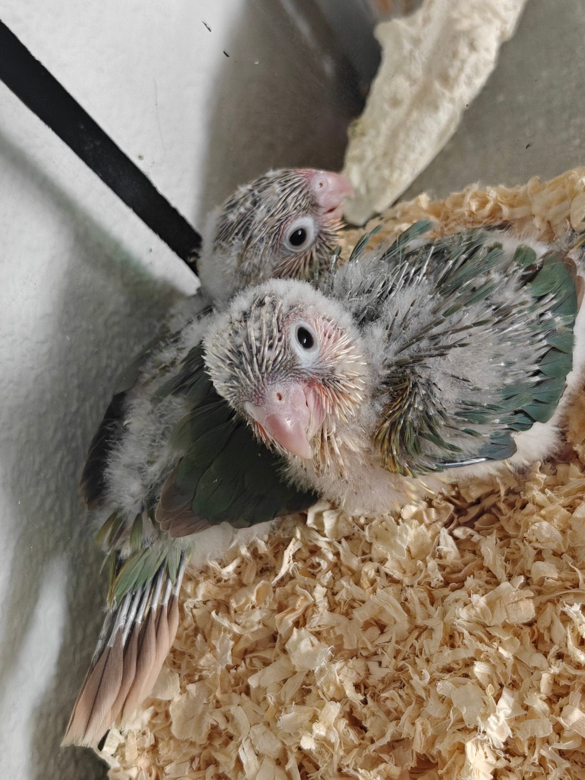 Bébé conure EAM de 1 mois phyrrura Mooncheek ananas, Animaux & Accessoires, Oiseaux | Accessoires, Enlèvement