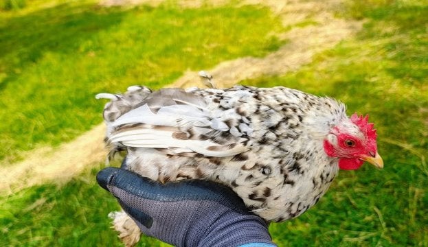Cochin kriel hen van 2025, Dieren en Toebehoren, Pluimvee, Vrouwelijk, Kip
