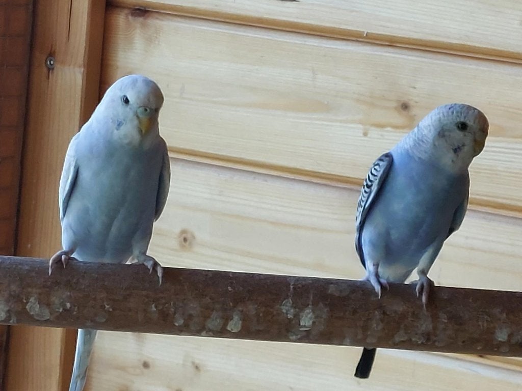 grasparkieten te koop, Plusieurs animaux, Perruche