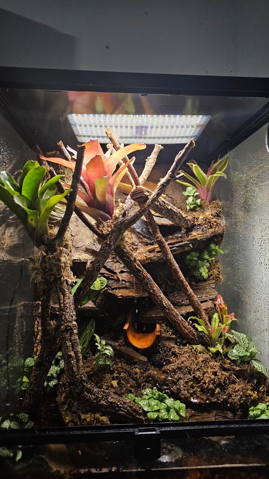 terrarium, Animaux & Accessoires, Enlèvement