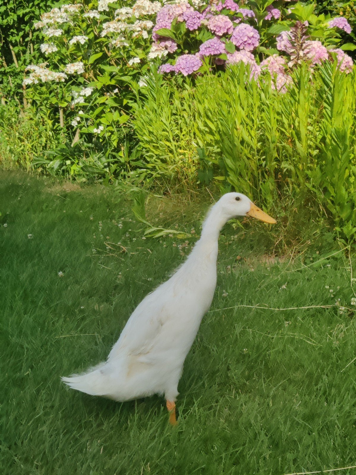 Loopeenden (woerd) handtam, Dieren en Toebehoren, Pluimvee