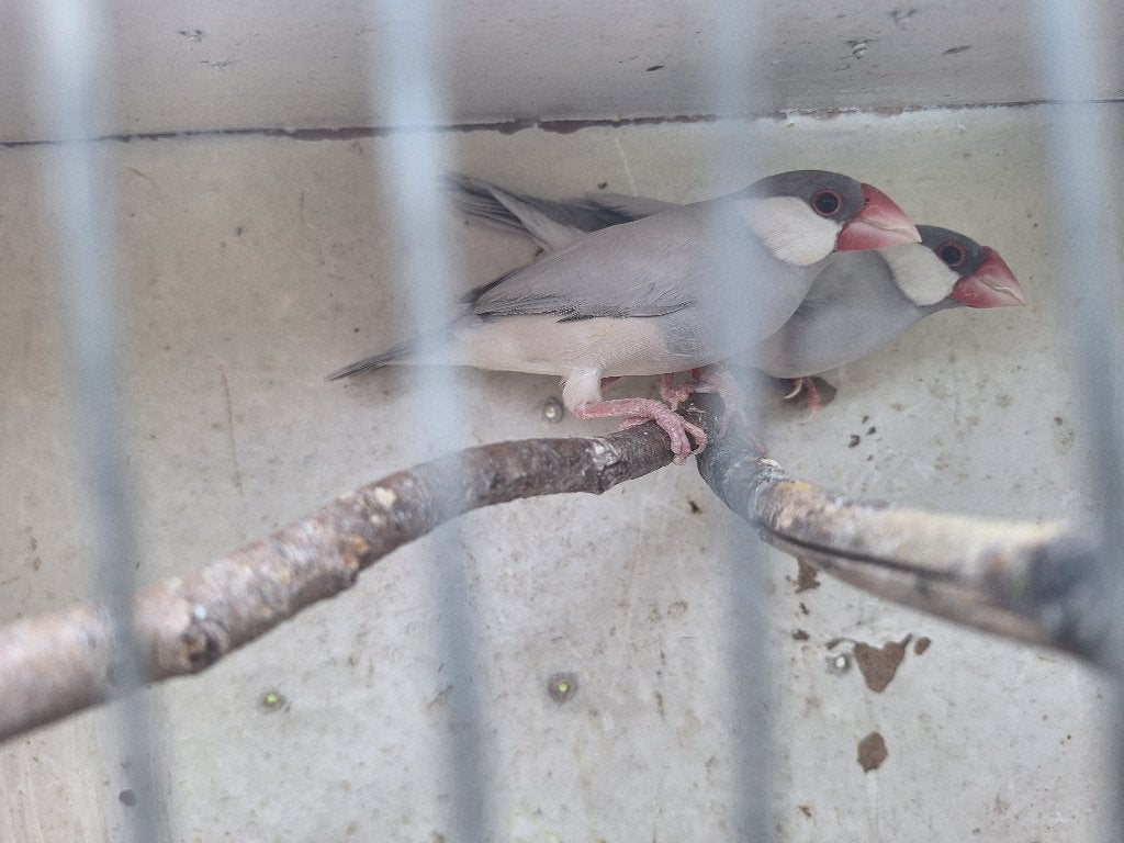 Koppel padda's/rijstvogels, Dieren en Toebehoren, Meerdere dieren, Tropenvogel