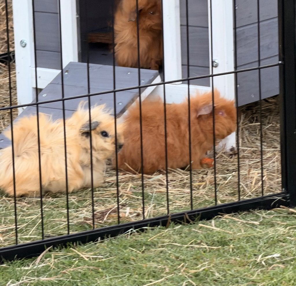 Nest jonge Californië cavia’s, Domestique, Plusieurs animaux, Mai, Cobaye