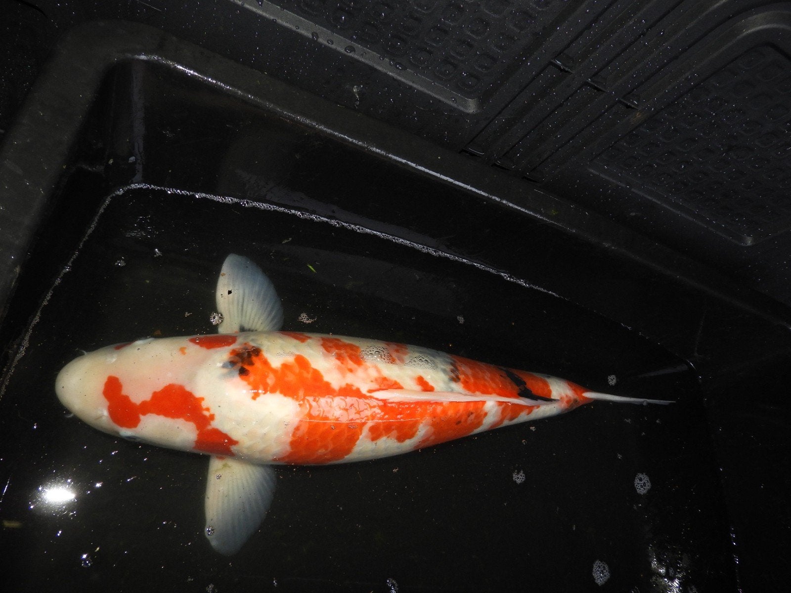 Showa, Dieren en Toebehoren