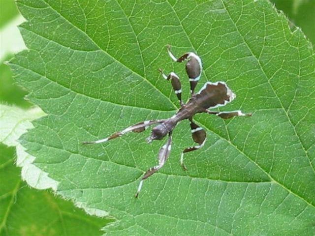 phyllium bourquei itogon, Enlèvement ou Envoi, Neuf, Autres types