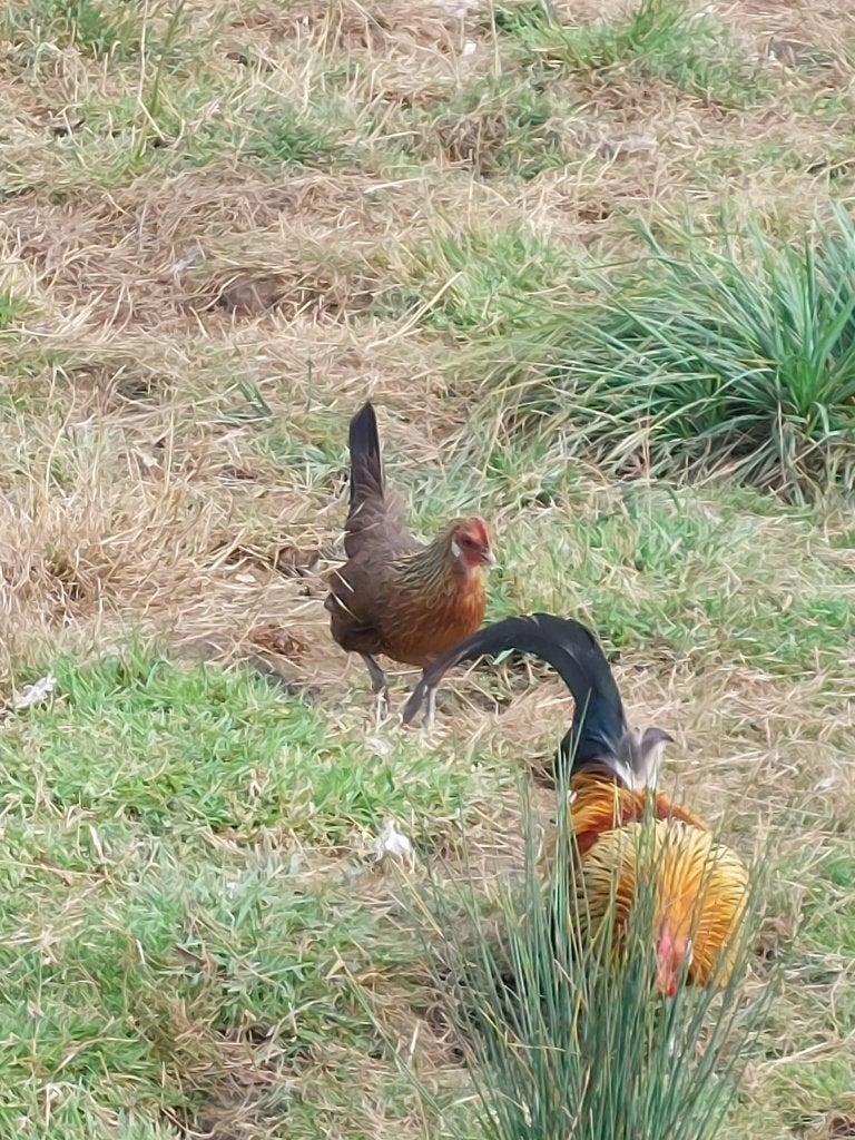 Hollandse krielen, Animaux & Accessoires, Canard